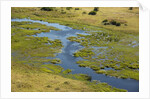 Okavango Delta Aerial by Anonymous