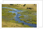Okavango Delta Aerial by Anonymous