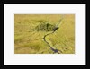 Okavango Delta Aerial by Anonymous
