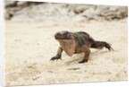 Exuma Island Iguana by Anonymous