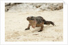 Exuma Island Iguana by Anonymous