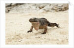 Exuma Island Iguana by Anonymous