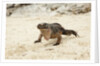 Exuma Island Iguana by Anonymous