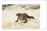 Exuma Island Iguana by Anonymous