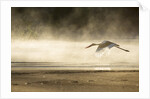 Saddle Billed Stork by Anonymous