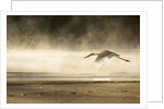 Saddle Billed Stork by Anonymous