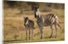 Burchell's Zebra Foal and Mother by Anonymous