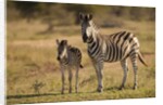 Burchell's Zebra Foal and Mother by Anonymous