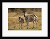 Burchell's Zebra Foal and Mother by Anonymous