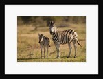 Burchell's Zebra Foal and Mother by Anonymous