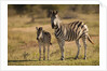 Burchell's Zebra Foal and Mother by Anonymous