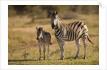 Burchell's Zebra Foal and Mother by Anonymous