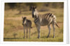 Burchell's Zebra Foal and Mother by Anonymous