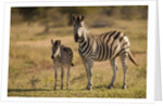 Burchell's Zebra Foal and Mother by Anonymous