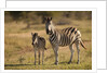 Burchell's Zebra Foal and Mother by Anonymous