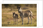 Burchell's Zebra Foal and Mother by Anonymous