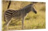 Burchell's Zebra Foal by Anonymous