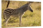 Burchell's Zebra Foal by Anonymous