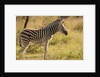 Burchell's Zebra Foal by Anonymous