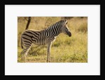 Burchell's Zebra Foal by Anonymous