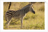 Burchell's Zebra Foal by Anonymous