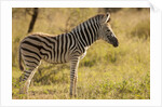 Burchell's Zebra Foal by Anonymous