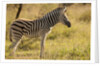 Burchell's Zebra Foal by Anonymous