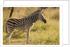 Burchell's Zebra Foal by Anonymous