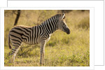 Burchell's Zebra Foal by Anonymous