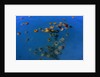 Jellyfish, Cotylorhiza tuberculata, Jellyfish bloom, Mediterranean, Greece by Anonymous