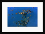 Jellyfish, Cotylorhiza tuberculata, Jellyfish bloom, Mediterranean, Greece by Anonymous