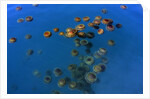 Jellyfish, Cotylorhiza tuberculata, Jellyfish bloom, Mediterranean, Greece by Anonymous