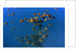 Jellyfish, Cotylorhiza tuberculata, Jellyfish bloom, Mediterranean, Greece by Anonymous