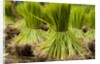 Paddy seeds, ready to sent to the paddy field. by Anonymous