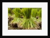 Paddy seeds, ready to sent to the paddy field. by Anonymous