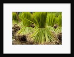 Paddy seeds, ready to sent to the paddy field. by Anonymous