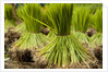 Paddy seeds, ready to sent to the paddy field. by Anonymous