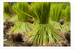 Paddy seeds, ready to sent to the paddy field. by Anonymous