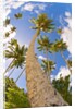 Curvy coconut palm tree. by Anonymous