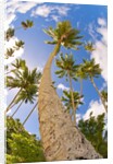 Curvy coconut palm tree. by Anonymous