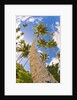 Curvy coconut palm tree. by Anonymous