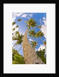 Curvy coconut palm tree. by Anonymous