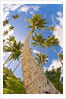 Curvy coconut palm tree. by Anonymous