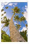 Curvy coconut palm tree. by Anonymous