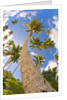 Curvy coconut palm tree. by Anonymous