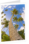 Curvy coconut palm tree. by Anonymous