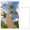 Curvy coconut palm tree. by Anonymous