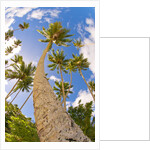 Curvy coconut palm tree. by Anonymous