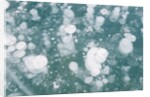 Ice Bubbles by Anonymous