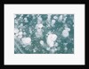 Ice Bubbles by Anonymous